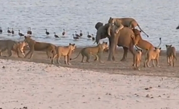 Young Elephant Attacked By 14 Lions, What Happens Next Will Surprise You!