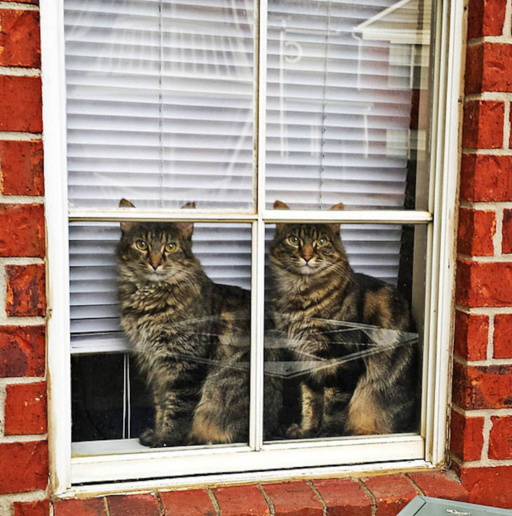 Cute animal twins - Two sneaky cats.