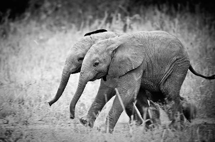 Elephant twins are very rare.