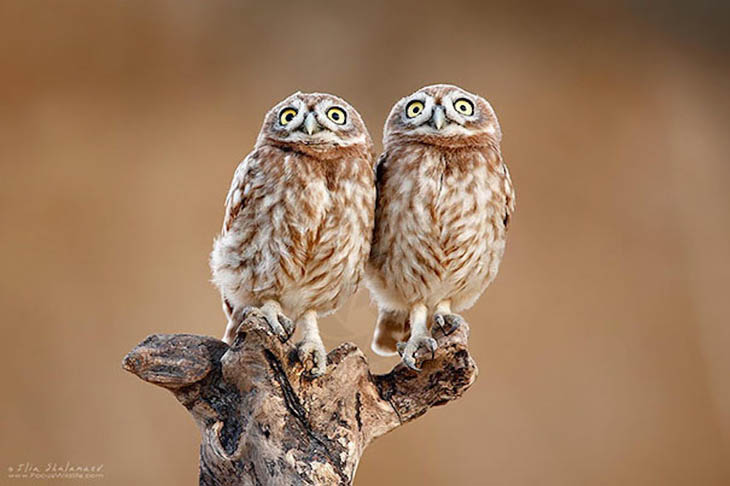 Most owl looks alike, but these two are hard to tell apart.