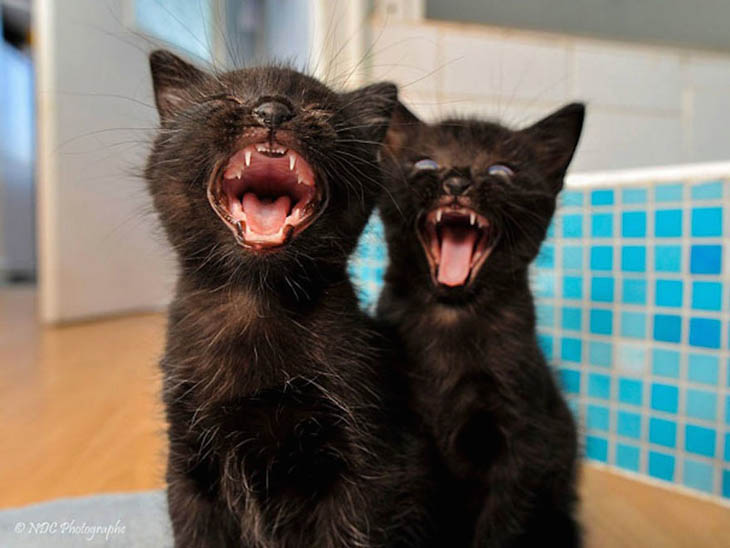 Cute animal twins - They are crazy alike.