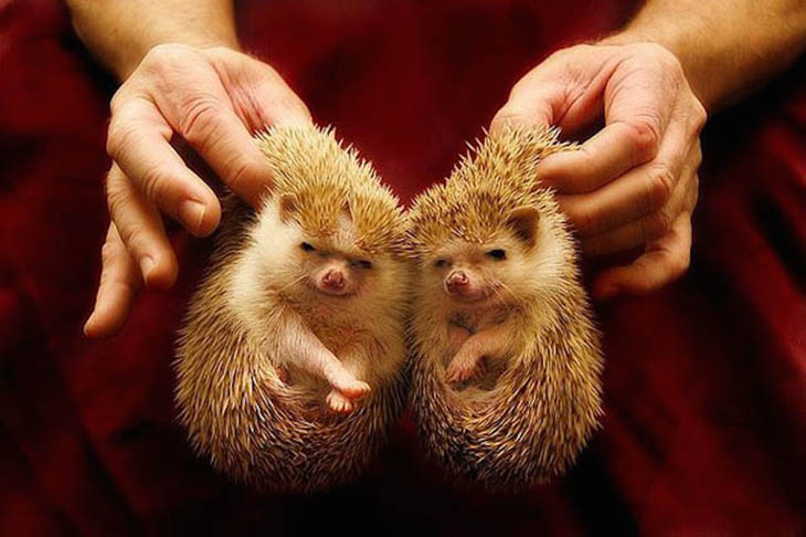 Hedgehogs with same cute smile.