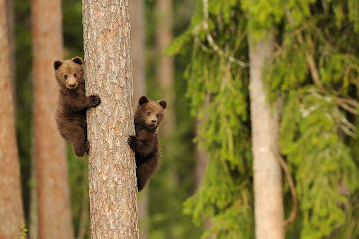 Champion bears competing each other.