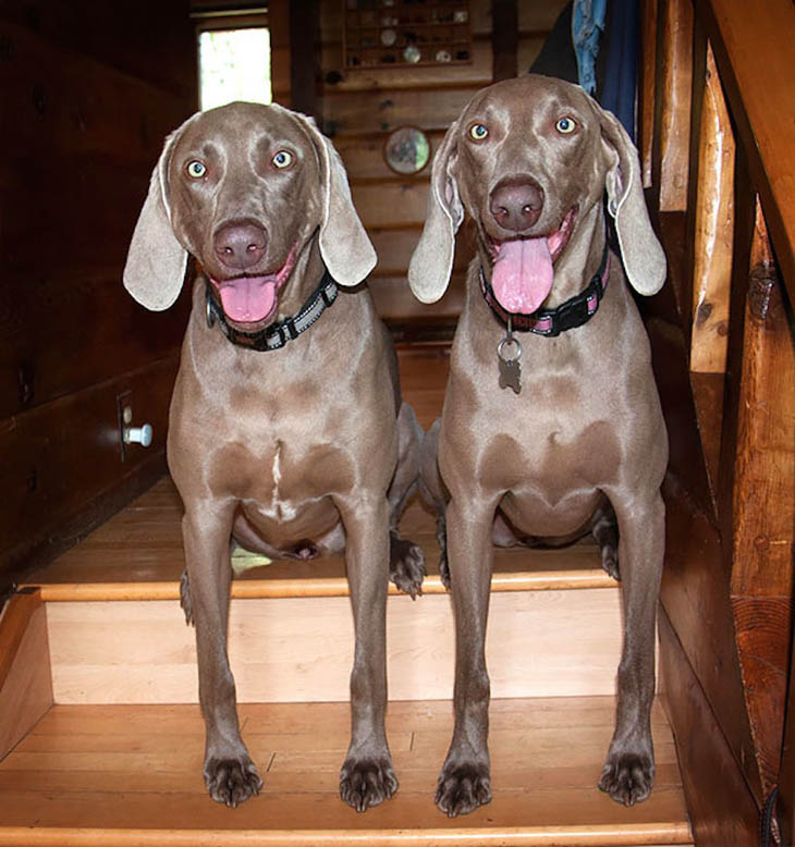 They look very similar by face, but you can spot the patch of white hair.