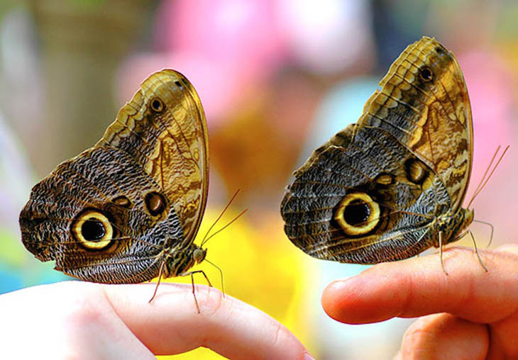 Don't know how but butterflies cannot be twins.