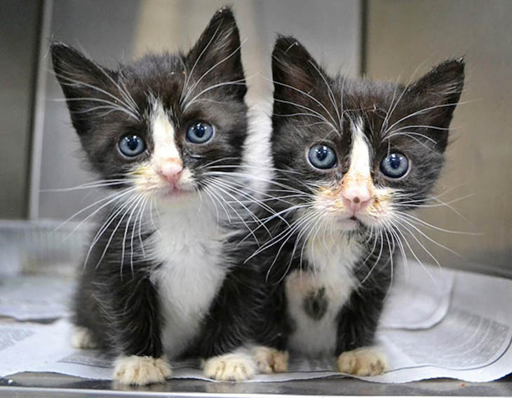 Gray-eyed kitty clones.