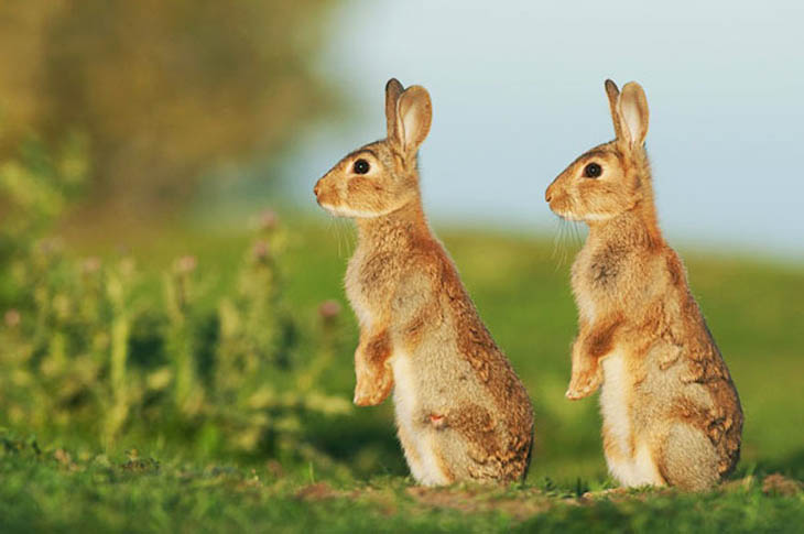 Cute animal twins - Double trouble carbon copy.