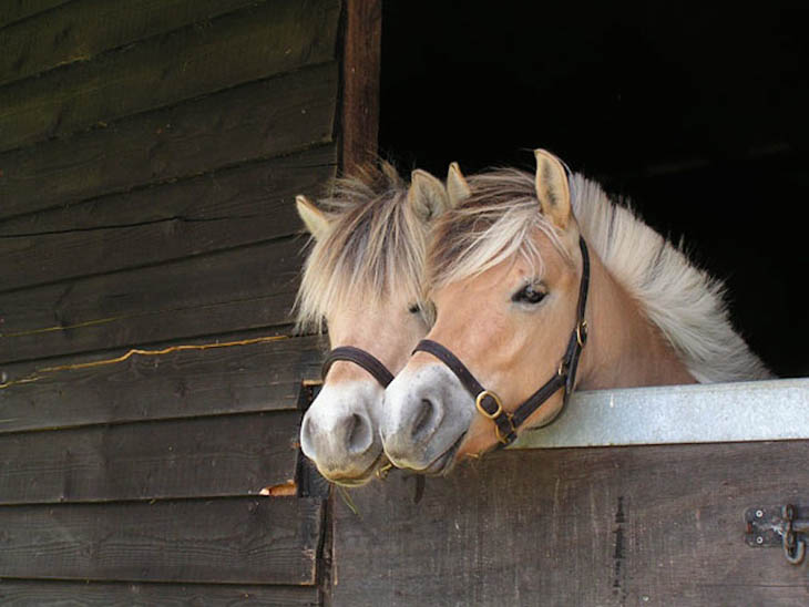 It's very rare for horses to have twins.