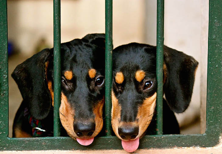 Look-alike thugs behind bars.