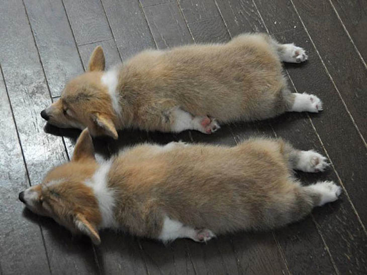 Two-fold cute furry rugs.