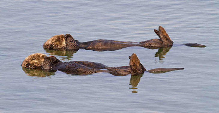 Sea otter pups with twin births are very rare.