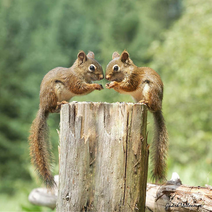 Cute animal twins - Small squirrels can also birth in multiples.