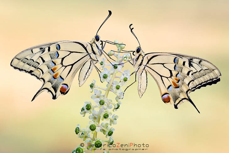 Awesome transparent twin Papilio machaon.