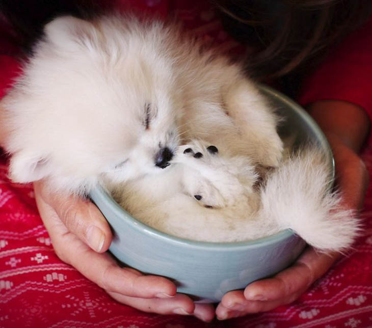 Cups Of Cuteness