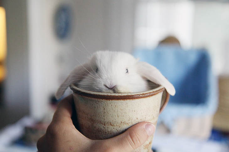 Cups Of Cuteness