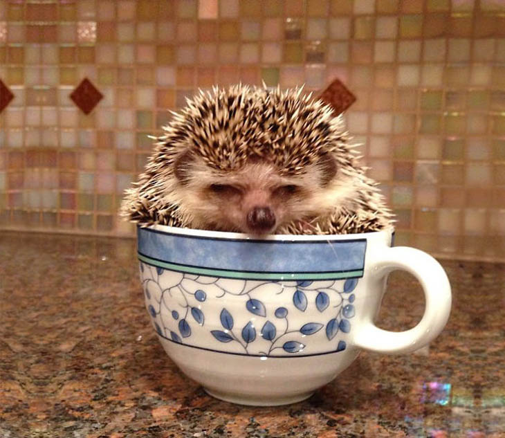 Cups Of Cuteness