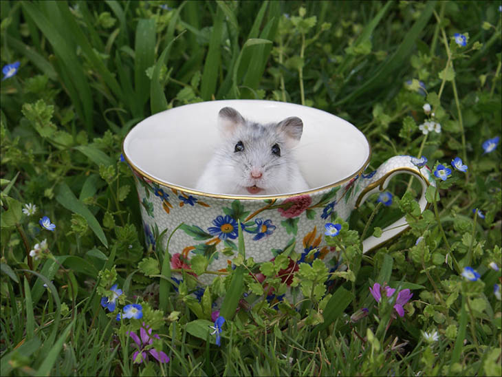 Cups Of Cuteness