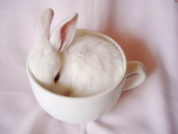 Cups Of Cuteness