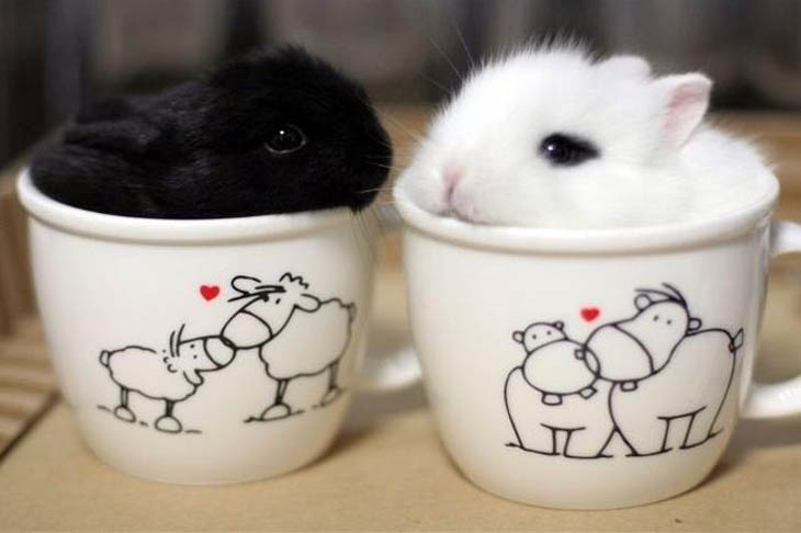 Cups Of Cuteness