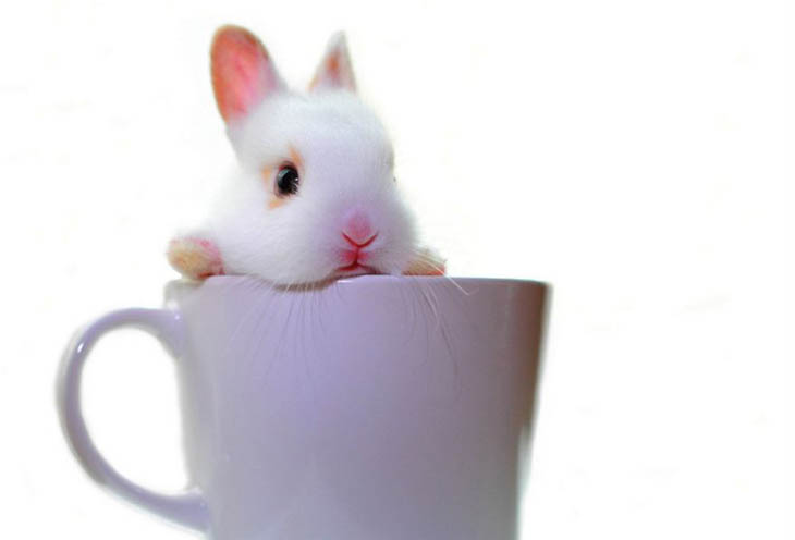 Cute Animals in Cups
