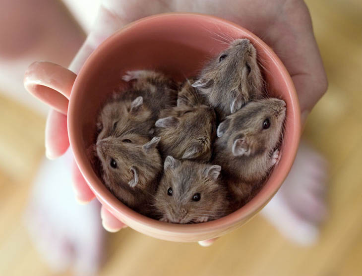 Cups Of Cuteness