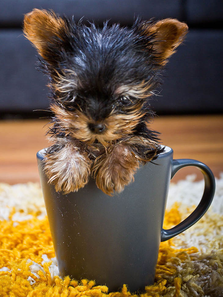 Cups Of Cuteness