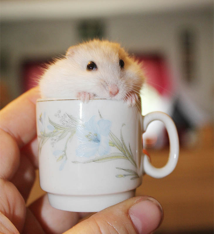 Cups Of Cuteness