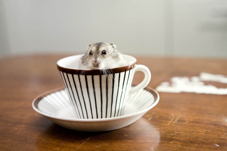 Cups Of Cuteness