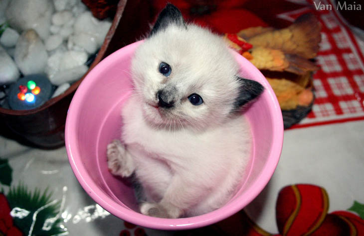 Cups Of Cuteness