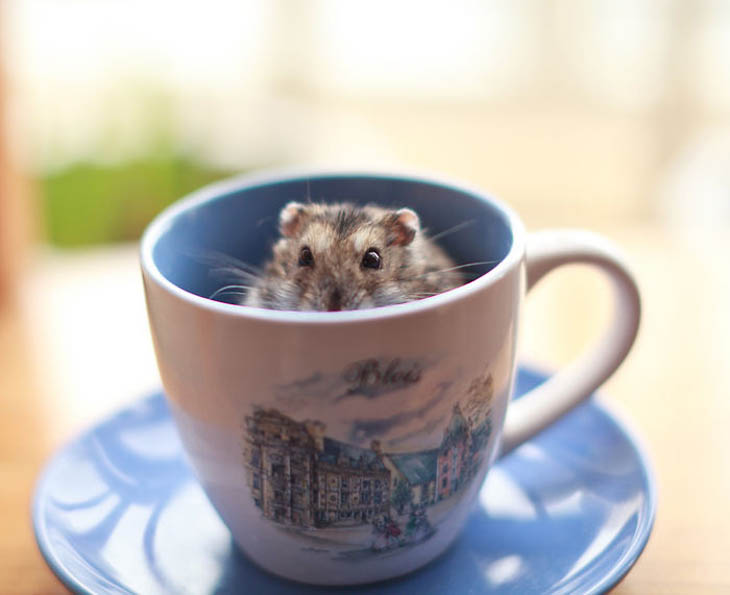 Cups Of Cuteness