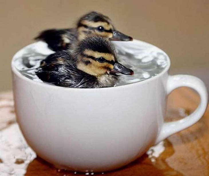 Cups Of Cuteness