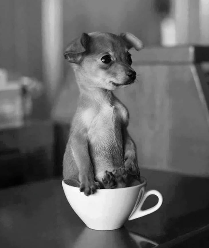 Cups Of Cuteness