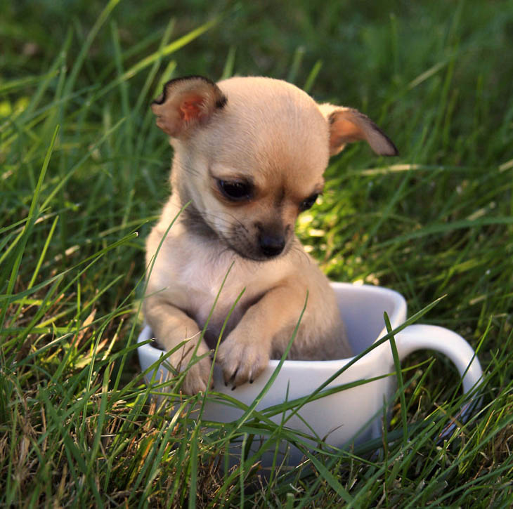 Cute Animals in Cups