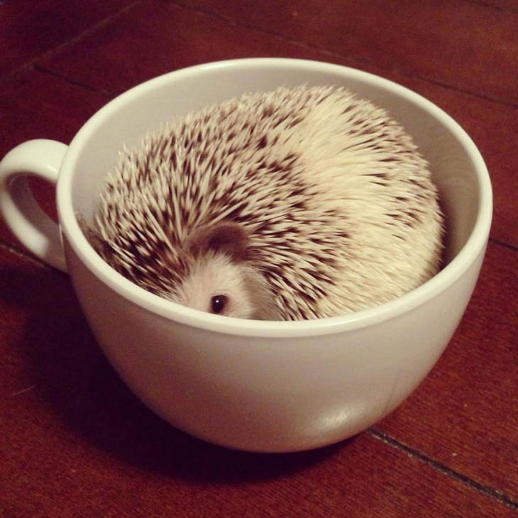 Cups Of Cuteness