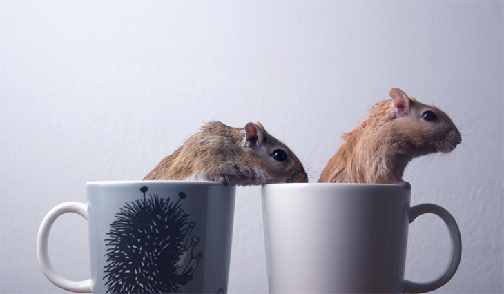 Cups Of Cuteness