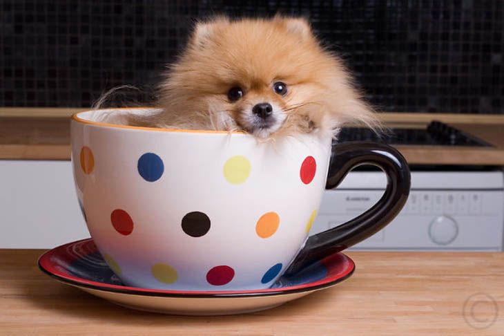 Cups Of Cuteness