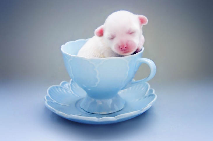 Cups Of Cuteness