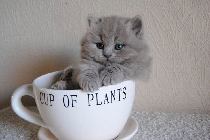 Cups Of Cuteness