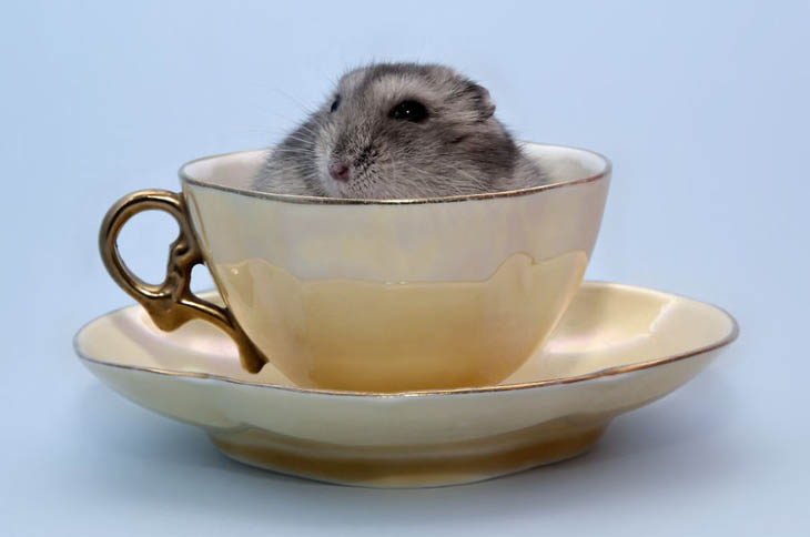 Cups Of Cuteness