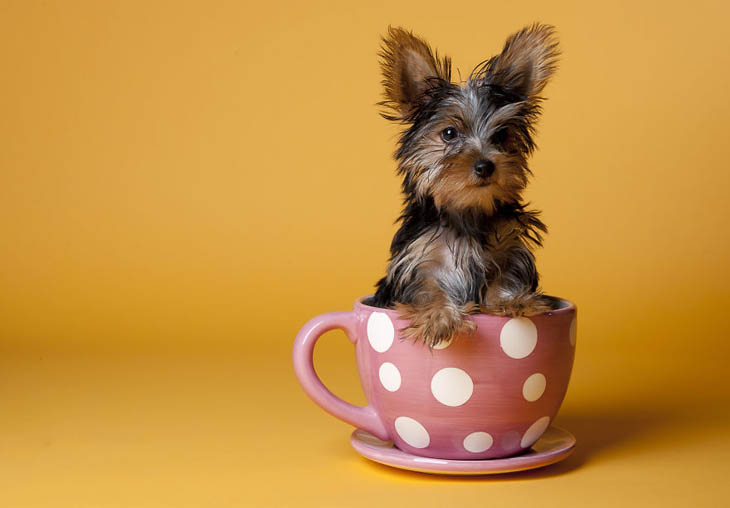 Cute Animals in Cups