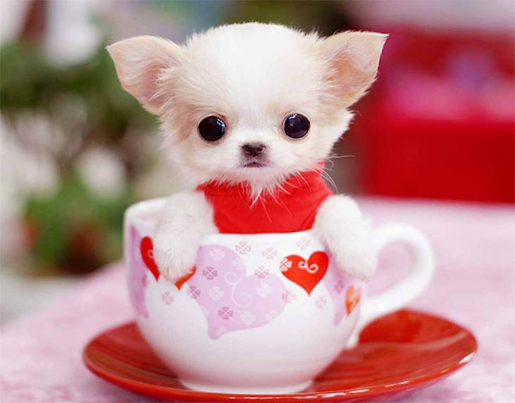 Cute Animals in Cups