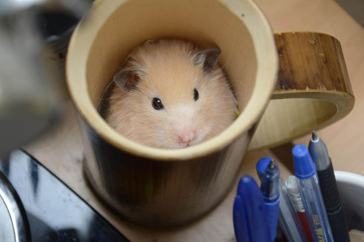 Cups Of Cuteness