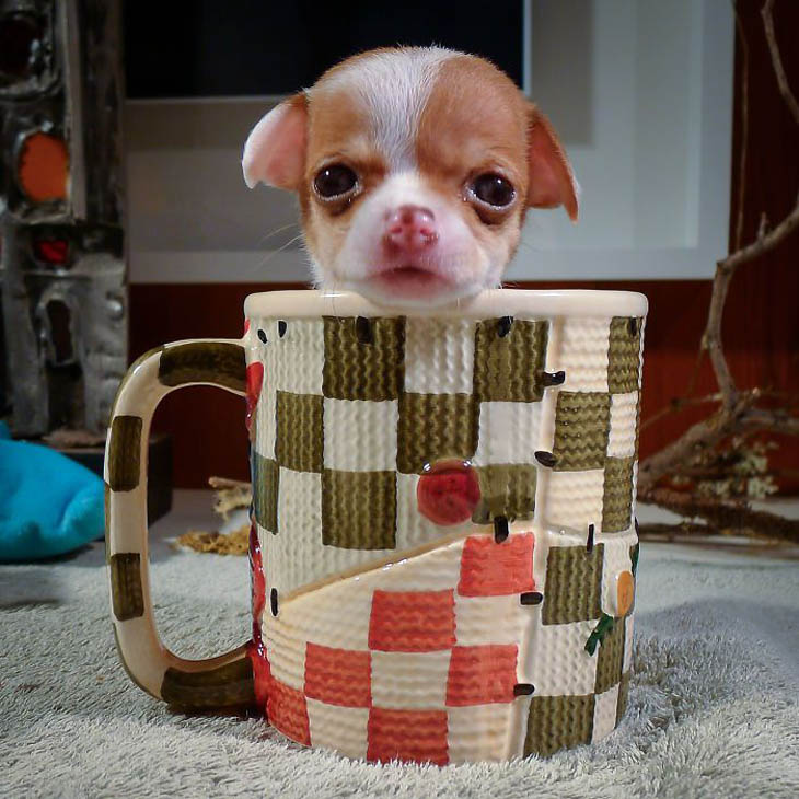 Cups Of Cuteness