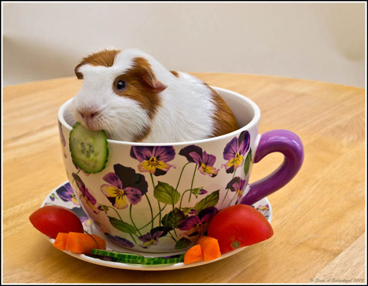 Cute Animals in Cups