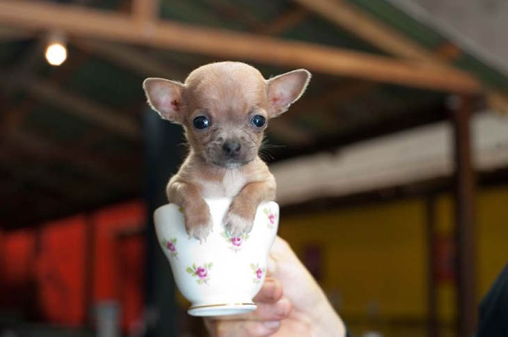 Cups Of Cuteness