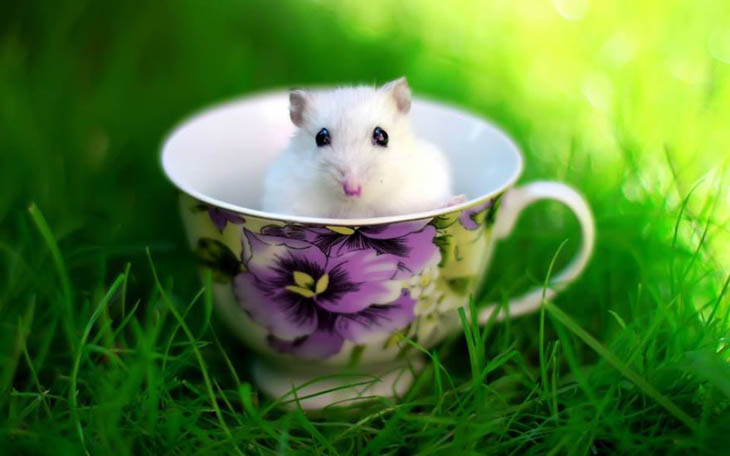 Cups Of Cuteness