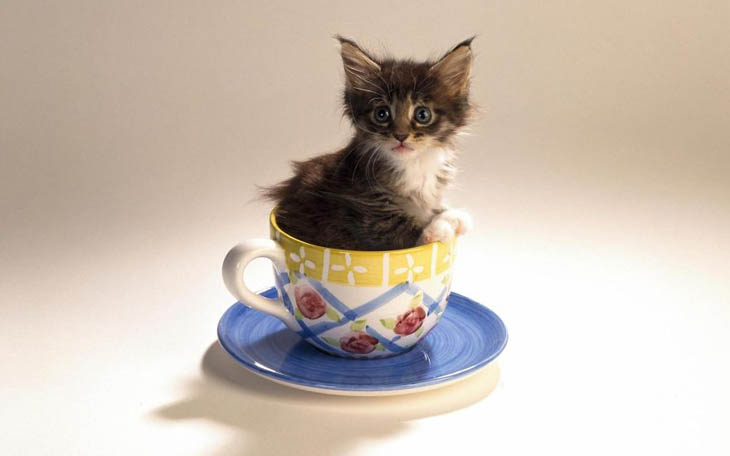 Cups Of Cuteness