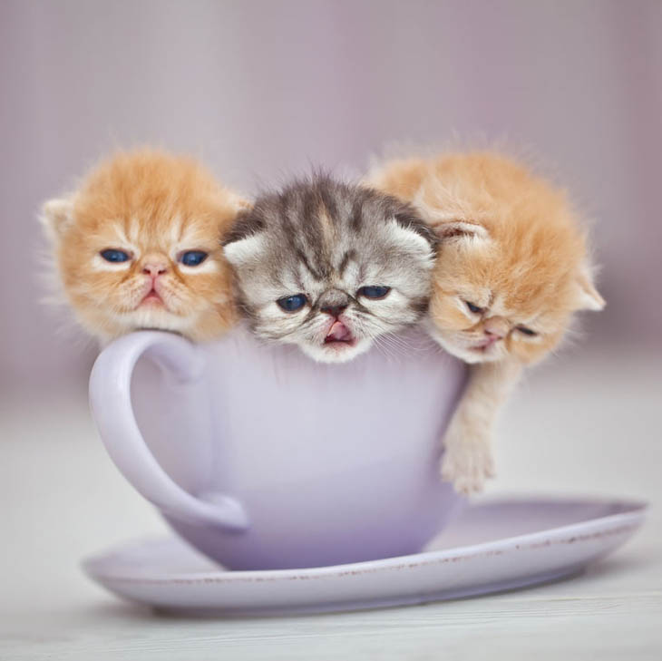 Cups Of Cuteness