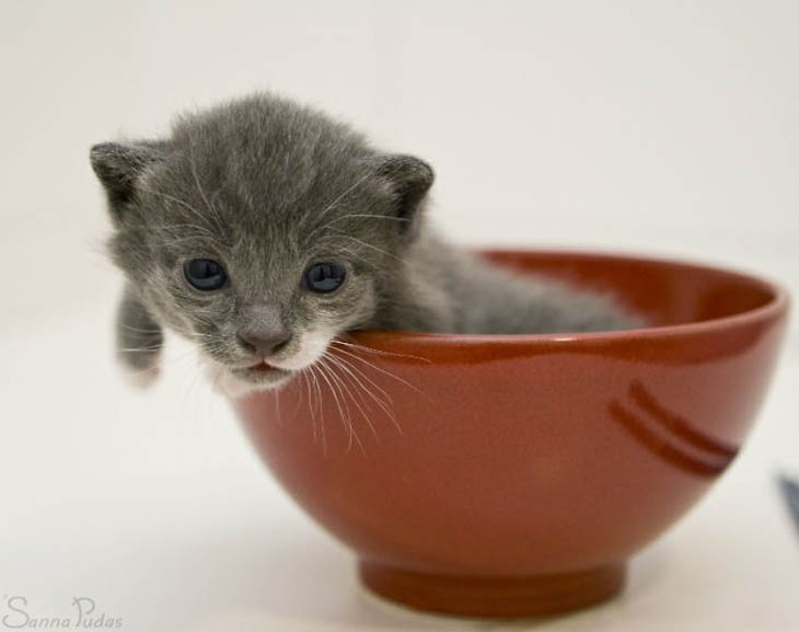 Cups Of Cuteness