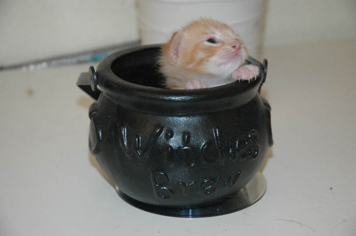 Cups Of Cuteness